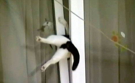 Застрявший кот в окне ПВХ